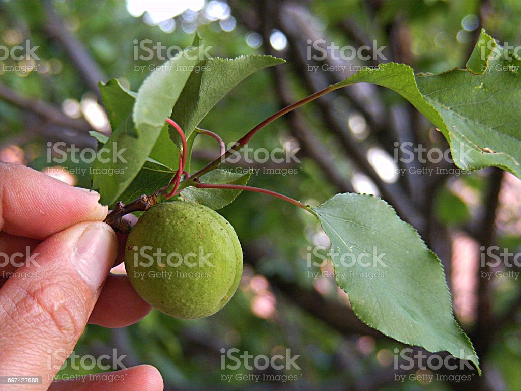 Detail Pohon Buah Aprikot Nomer 41