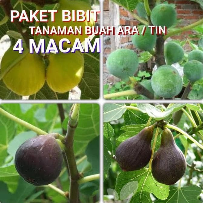 Detail Pohon Buah Ara Nomer 24