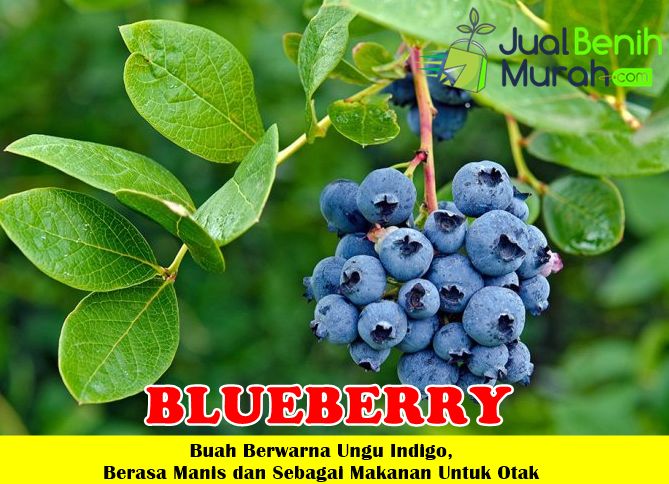 Detail Pohon Buah Blueberry Nomer 9