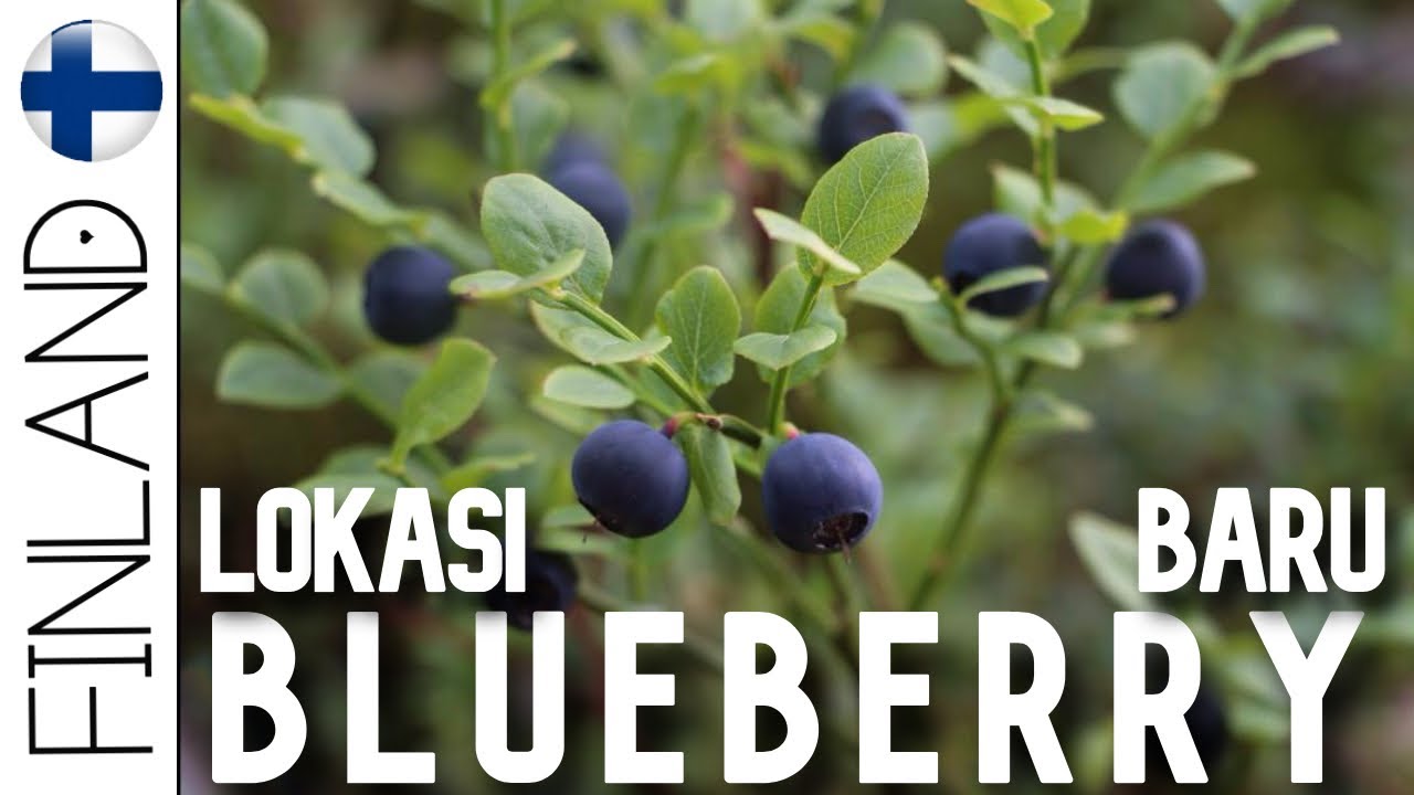 Detail Pohon Buah Blueberry Nomer 23