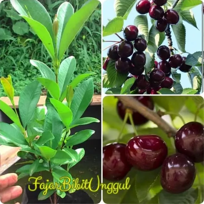 Detail Pohon Buah Cherry Nomer 11