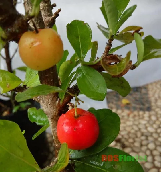 Detail Pohon Buah Cherry Nomer 34