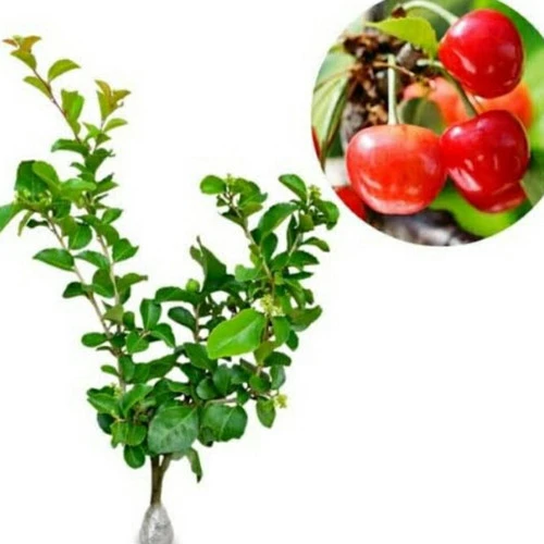 Detail Pohon Buah Cherry Nomer 35