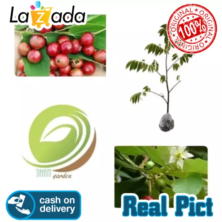 Detail Pohon Buah Cherry Nomer 42