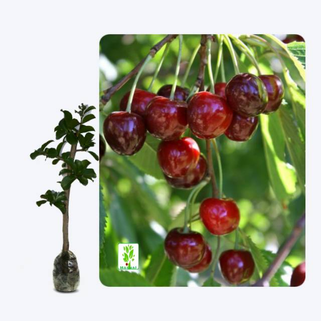 Detail Pohon Buah Cherry Nomer 46