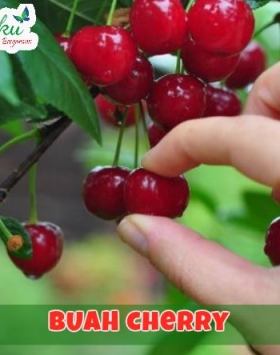 Detail Pohon Buah Cherry Nomer 10