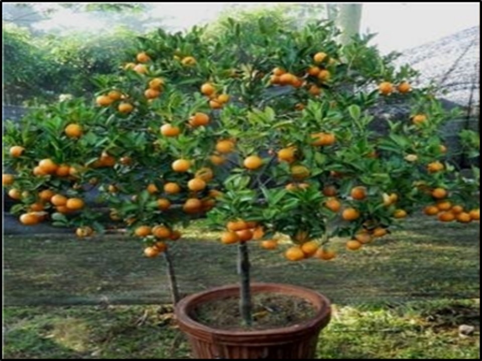 Pohon Buah Jeruk - KibrisPDR