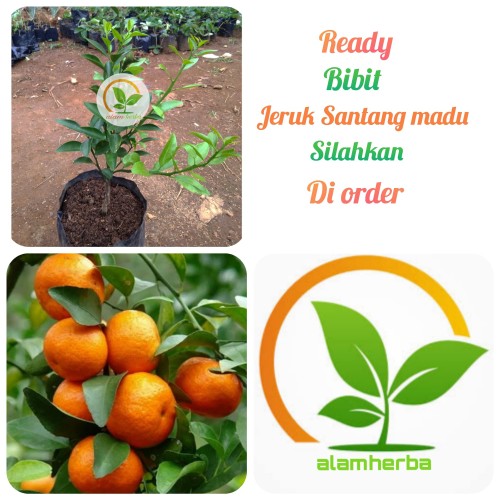 Detail Pohon Buah Jeruk Nomer 25