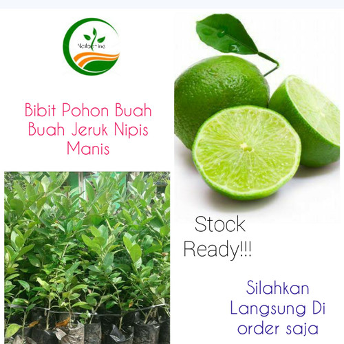 Detail Pohon Buah Jeruk Nomer 42