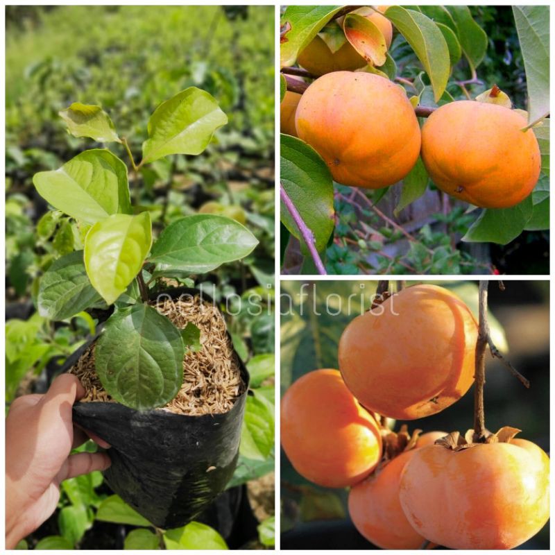 Detail Pohon Buah Kesemek Nomer 45