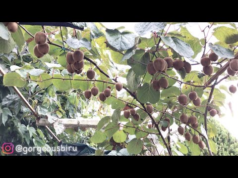 Pohon Buah Kiwi - KibrisPDR