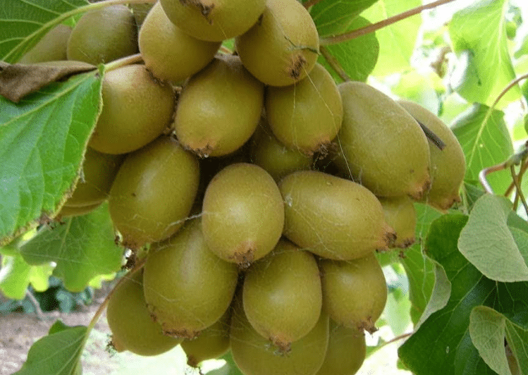 Detail Pohon Buah Kiwi Nomer 8