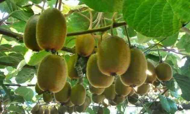 Detail Pohon Buah Kiwi Nomer 4