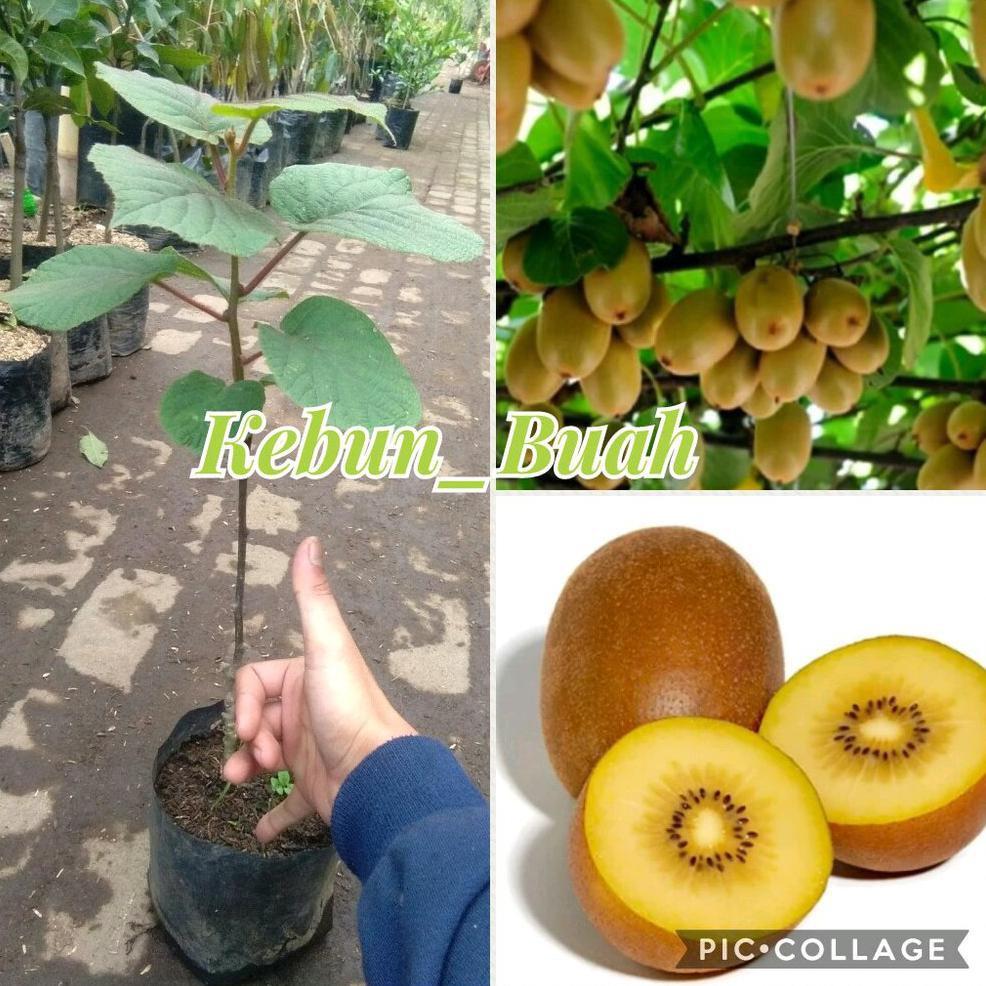 Detail Pohon Buah Kiwi Nomer 6