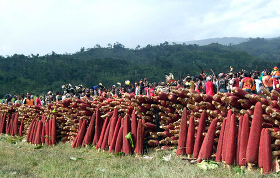 Pohon Buah Merah - KibrisPDR