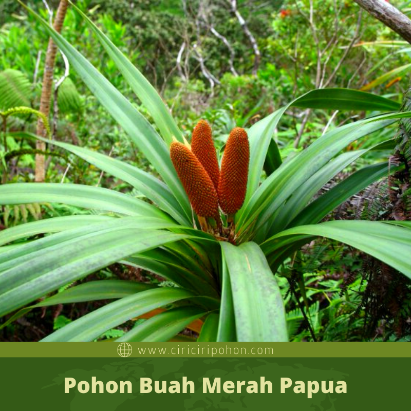 Detail Pohon Buah Merah Nomer 2