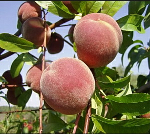 Pohon Buah Peach - KibrisPDR