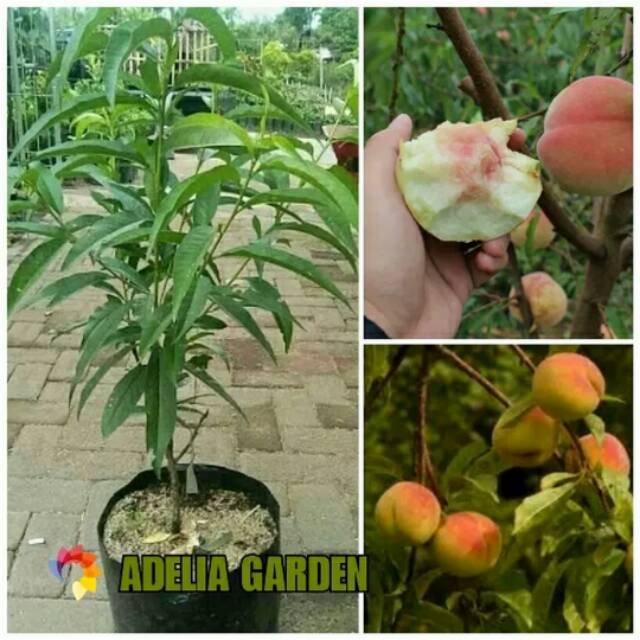 Detail Pohon Buah Peach Nomer 2