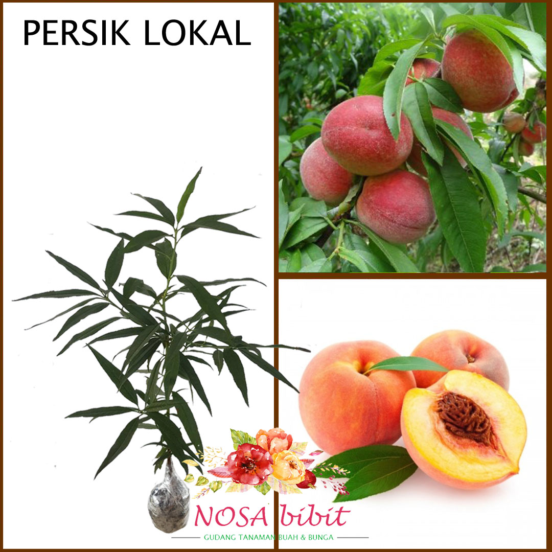 Detail Pohon Buah Peach Nomer 11