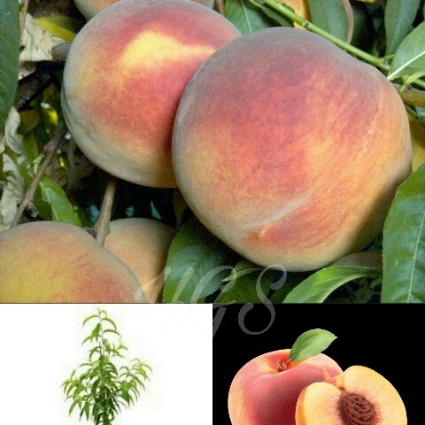 Detail Pohon Buah Peach Nomer 13