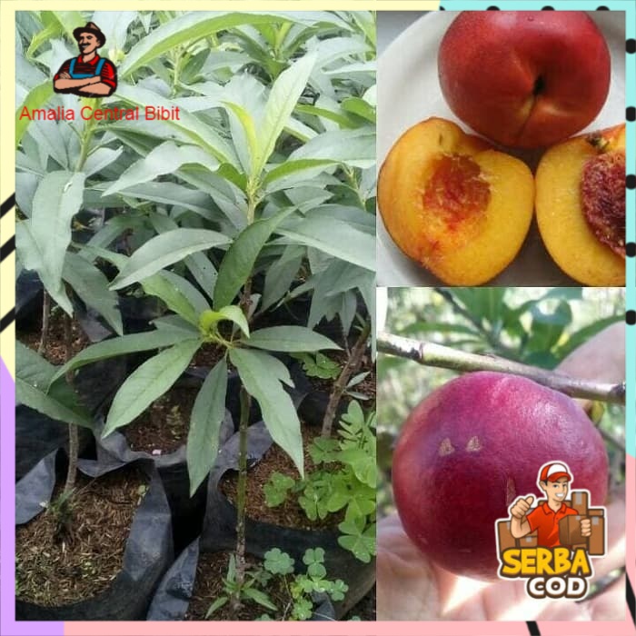 Detail Pohon Buah Peach Nomer 14