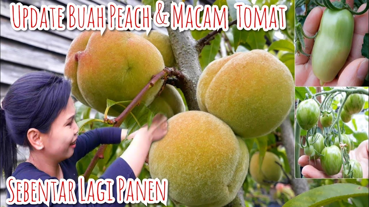 Detail Pohon Buah Peach Nomer 16