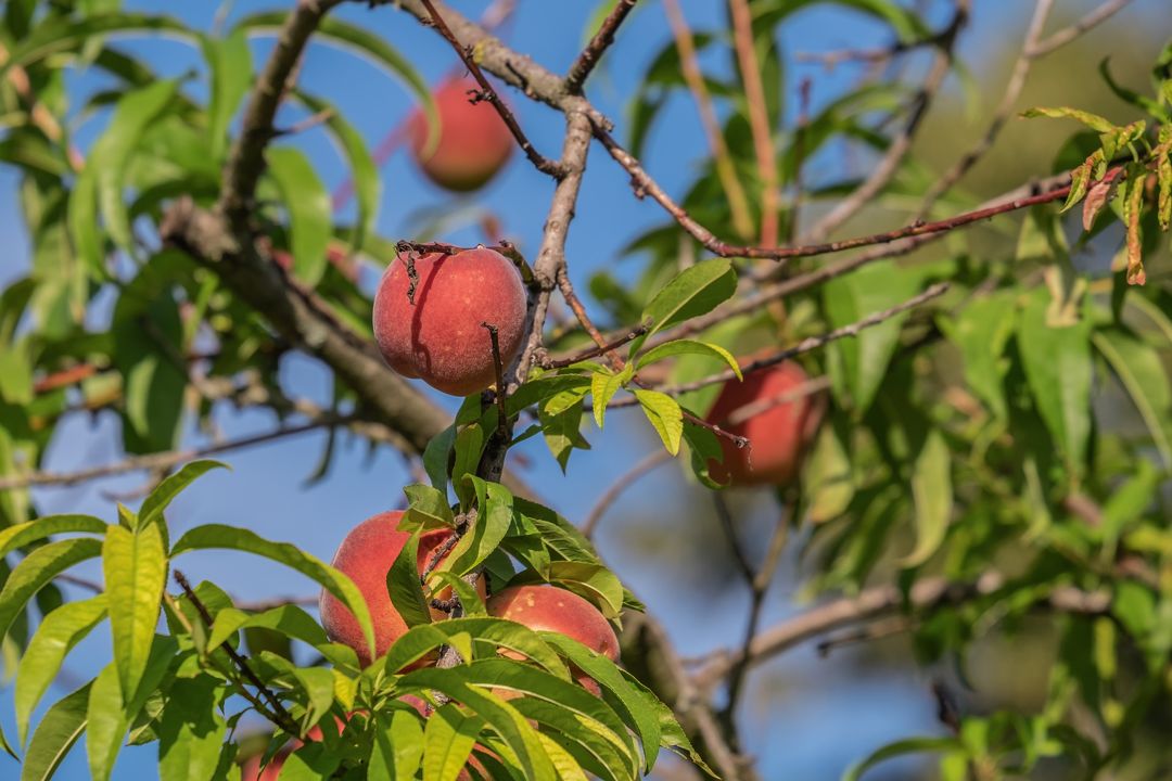 Detail Pohon Buah Peach Nomer 21