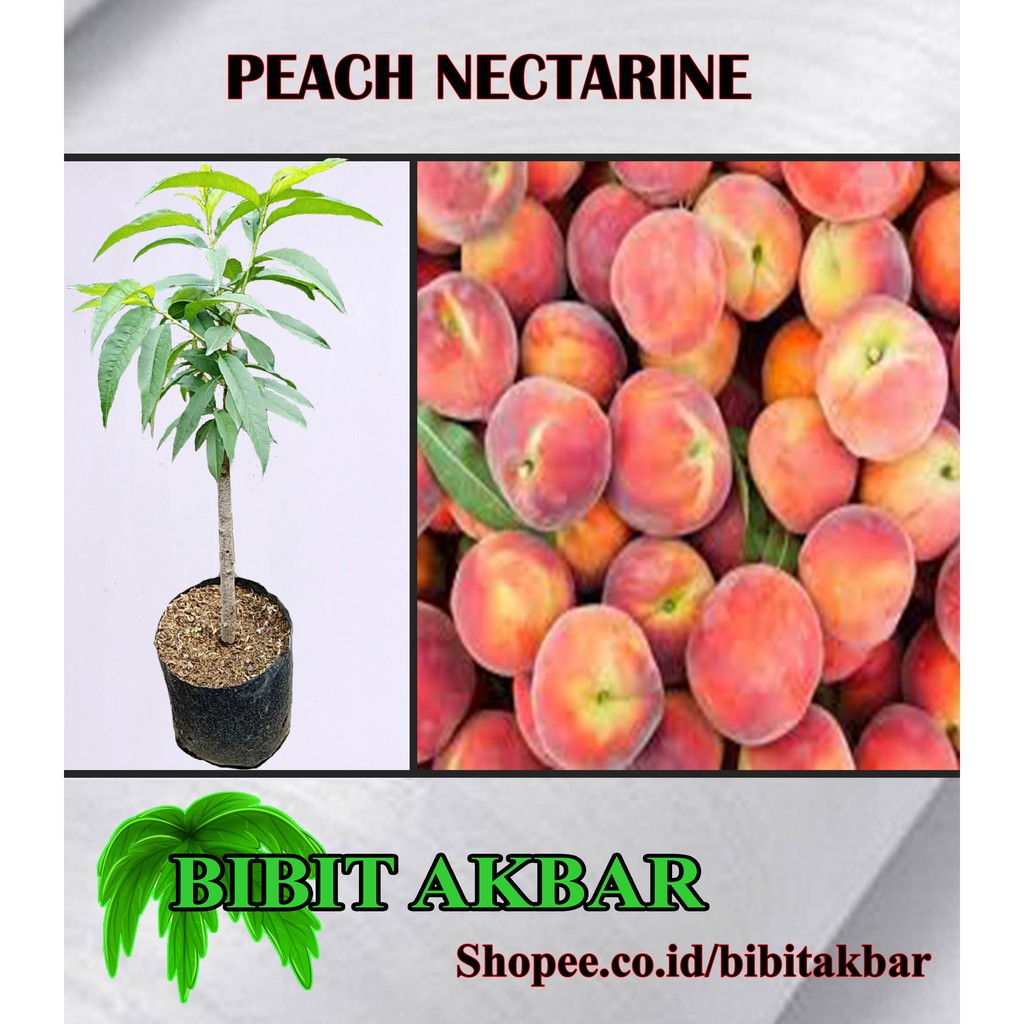 Detail Pohon Buah Peach Nomer 27