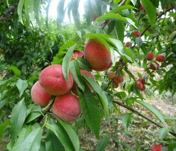 Detail Pohon Buah Peach Nomer 5