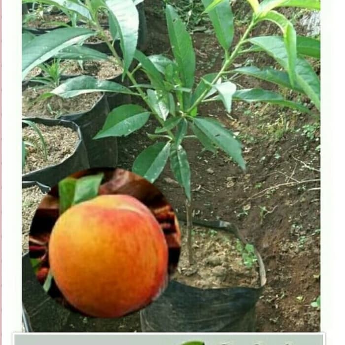 Detail Pohon Buah Peach Nomer 41