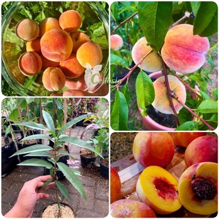 Detail Pohon Buah Peach Nomer 49