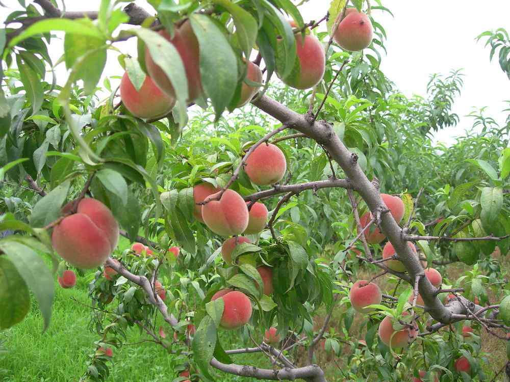 Detail Pohon Buah Peach Nomer 6