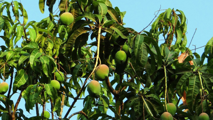 Detail Pohon Buah Peneduh Rumah Nomer 2