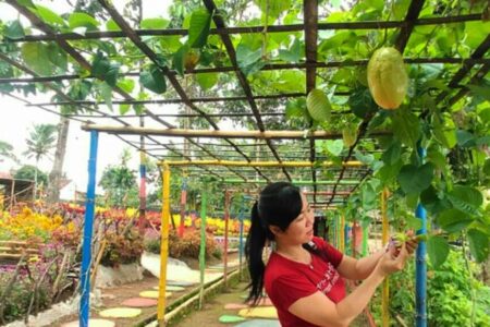 Detail Pohon Buah Peneduh Rumah Nomer 33