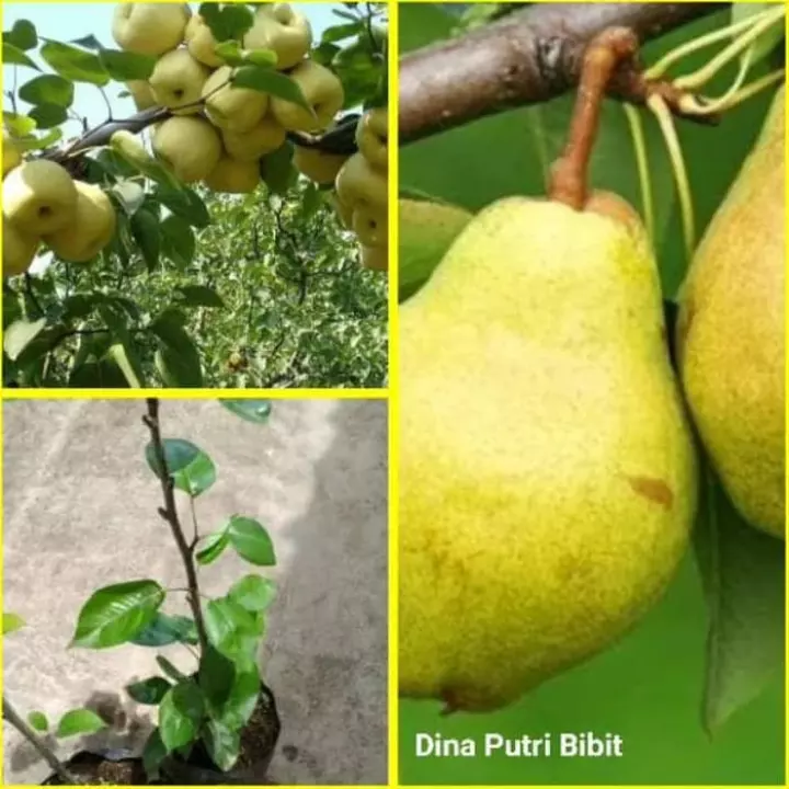 Detail Pohon Buah Per Nomer 43