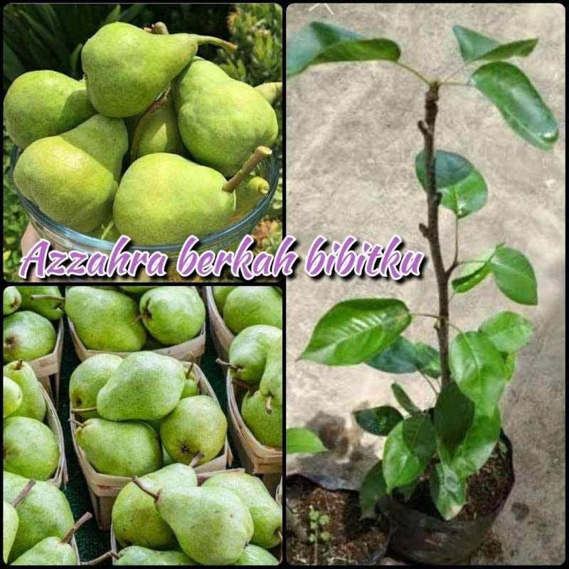 Detail Pohon Buah Pir Nomer 25