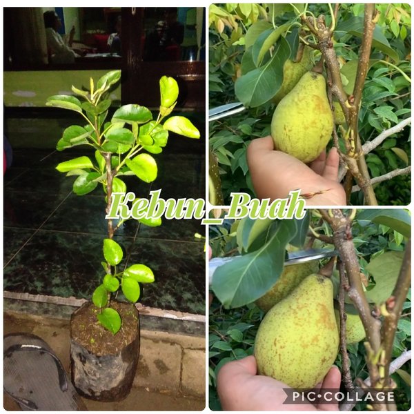 Detail Pohon Buah Pir Nomer 27