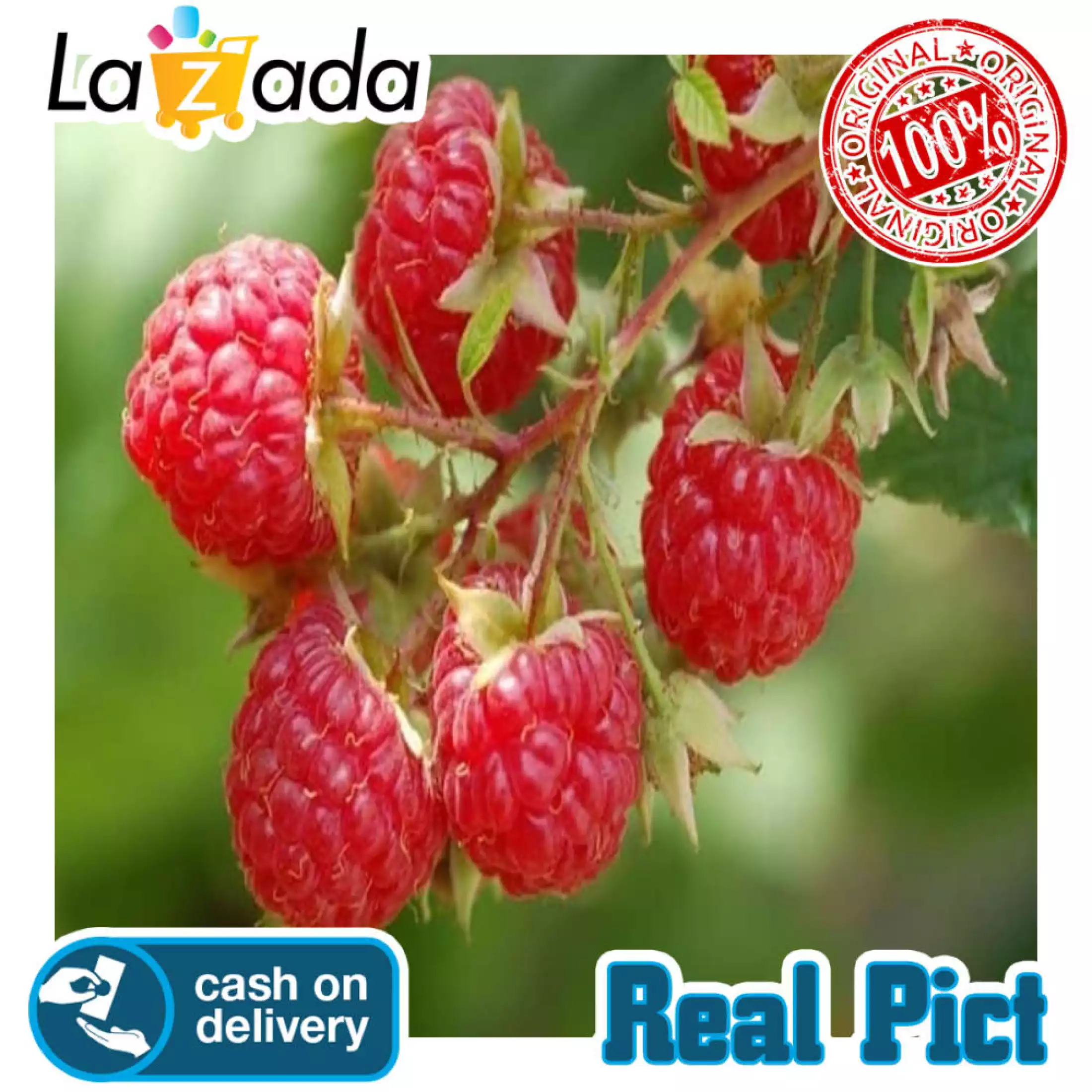 Detail Pohon Buah Raspberry Nomer 21