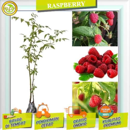 Detail Pohon Buah Raspberry Nomer 35