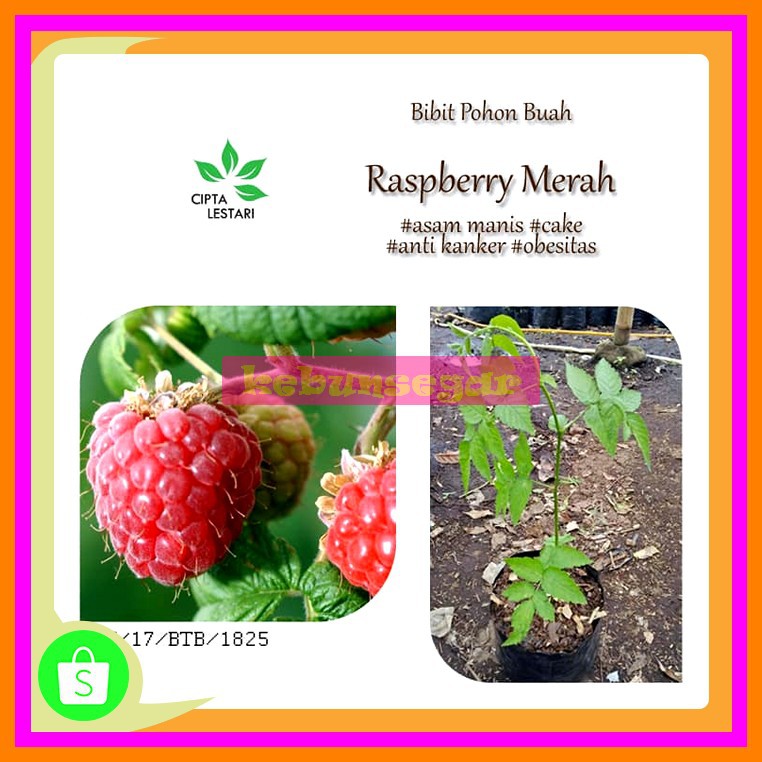 Detail Pohon Buah Raspberry Nomer 36