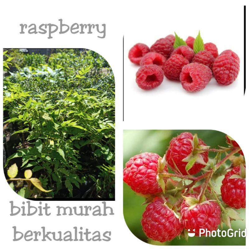 Detail Pohon Buah Raspberry Nomer 40