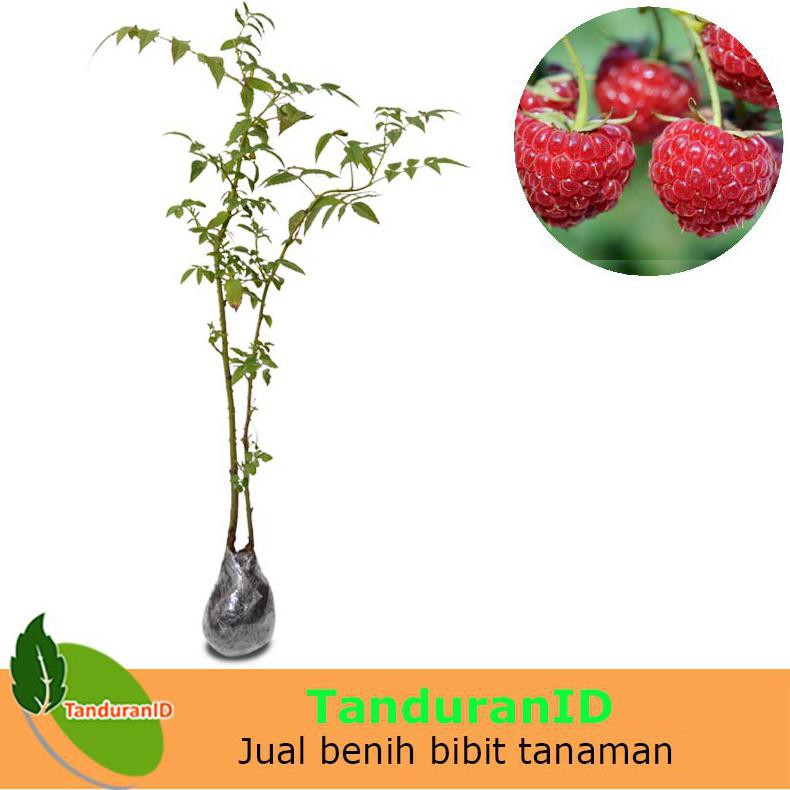 Detail Pohon Buah Raspberry Nomer 47