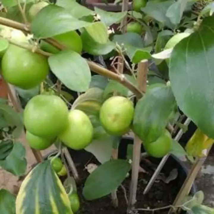Detail Pohon Buah Raspberry Nomer 56