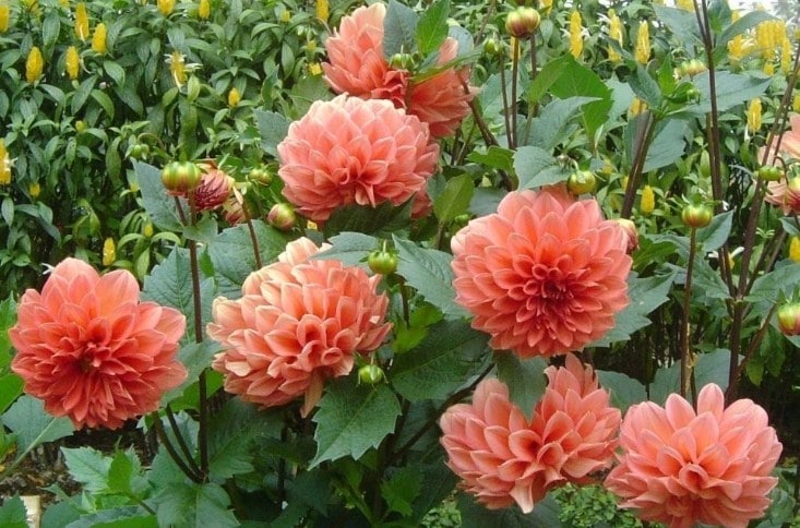 Detail Pohon Bunga Dahlia Nomer 19