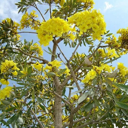 Pohon Bunga Kuning - KibrisPDR