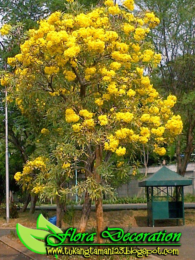 Detail Pohon Bunga Kuning Nomer 27