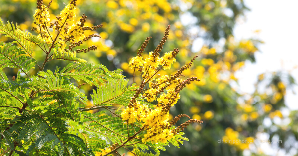 Detail Pohon Bunga Kuning Nomer 33