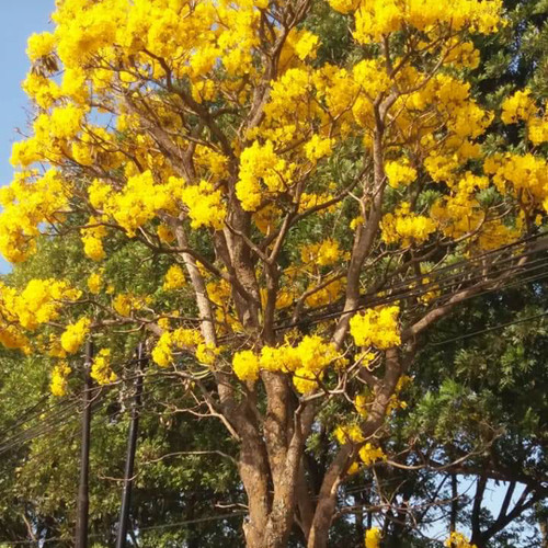 Detail Pohon Bunga Kuning Nomer 44