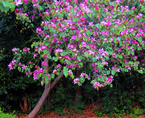 Pohon Bunga Kupu Kupu - KibrisPDR