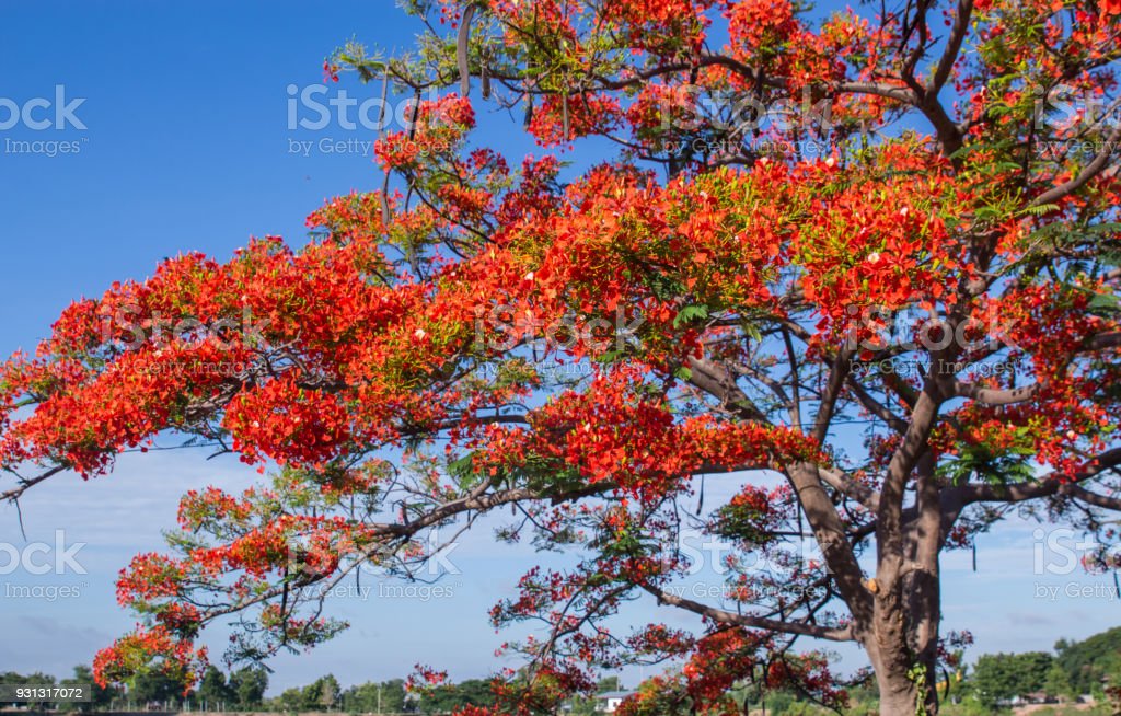 Detail Pohon Bunga Merah Nomer 2